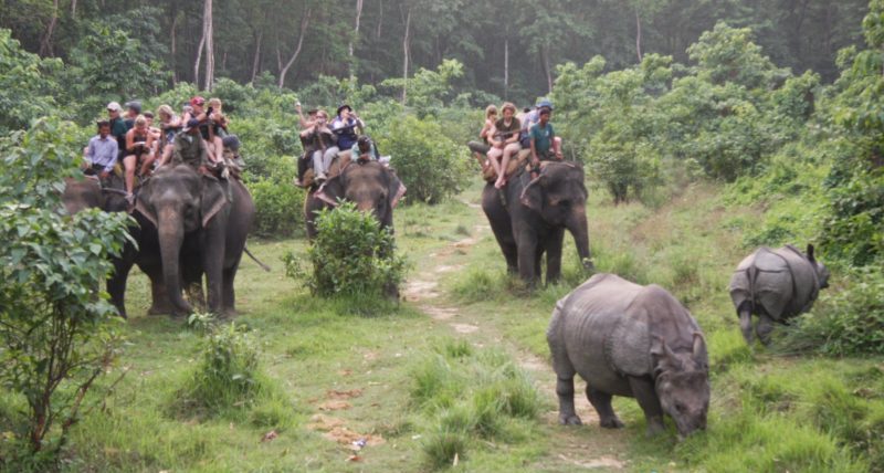 Chitwan Jungle safari 